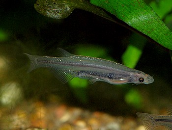 Tridensimilis brevis Harnrhrenwels 