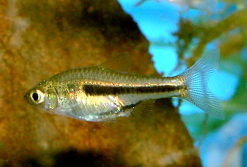 Trigonostigma somphongsi 