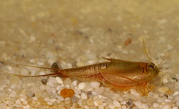 Triops longicaudatus