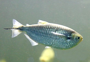 Triportheus angulatus Punktierter Armbrustsalmler 