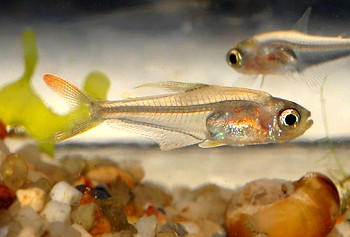 Trochilocharax ornatus Kolibrisalmler 