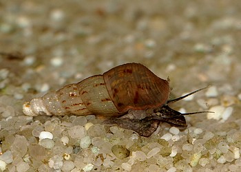 Melanoides tuberculatus, Turmdeckelschnecke, Swasserschnecke