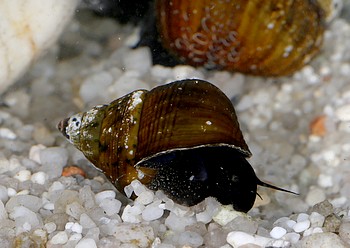 Tylomelania sinabartfeldi Sulawesi-Triangelschnecke1