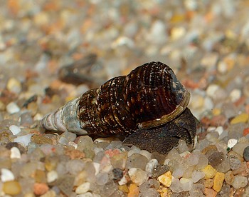 Tylomelania spec., Braune Matano-Turmdeckelschnecke, Süßwasserschnecke Tylomelania spec., Braune Matano-Turmdeckelschnecke, Süßwasserschnecke