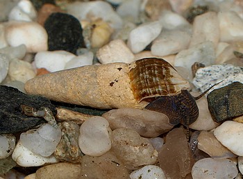 Tylomelania spec., Donnerkeil-Turmdeckelschnecke, Süßwasserschnecke Tylomelania spec., Donnerkeil-Turmdeckelschnecke, Süßwasserschnecke
