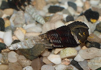 Tylomelania spec., Gelbfhler-Turmdeckelschnecke, Swasserschnecke