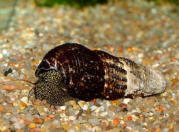 Tylomelania spec., Perlhuhn-Schnecke, Süßwasserschnecke Tylomelania spec., Perlhuhn-Schnecke, Süßwasserschnecke