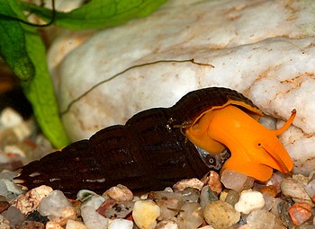 Tylomelania spec., Orange Turmdeckelschnecke, Süßwasserschnecke Tylomelania spec., Orange Turmdeckelschnecke, Süßwasserschnecke