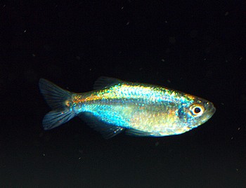 Tyttocharax tambopatensis Azurblauer Zwergsalmler