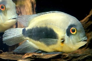 Uaru amphiacanthoides, Keilfleckbuntbarsch