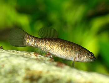 Umbra limi Hundsfisch 