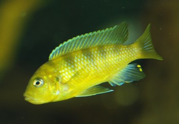 Maylandia lombardoi, Dotterbuntbarsch