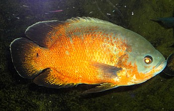 Astronotus ocellatus, Pfauenaugenbuntbarsch