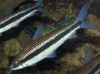 Anostomus taeniatus, Gestreifter Kopfsteher