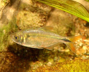 Astyanax fasciatus fasciatus