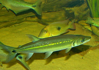 Acestrortynchus falcirostris, Hundssalmer