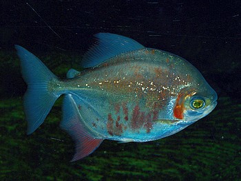 Metynnis rubripinnis luna, Mond-Scheibensalmler