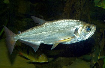 Hydrolycos scomberoides, Wolfsalmler
