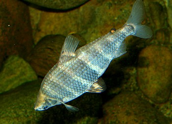 Abramites solarii, Schner Brachsensalmler