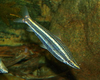 Anostomus ternetzi
