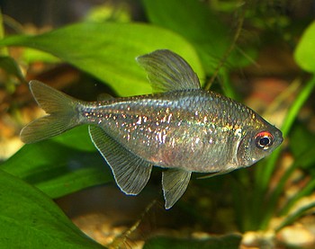 Moenkhausia pittieri, Brillantsalmler