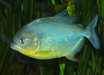 Pygocentrus ternetzi, Diamant-Piranha