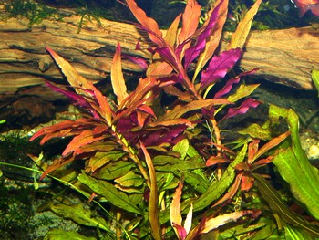 Ammannia gracilis, Groe Cognakpflanze