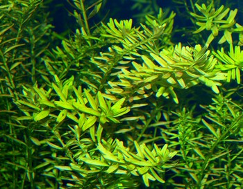 Rotala rotundifolia, Rundblttrige Rotala