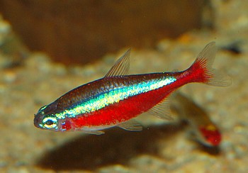 Paracheirodon axelrodi, Roter Neon
