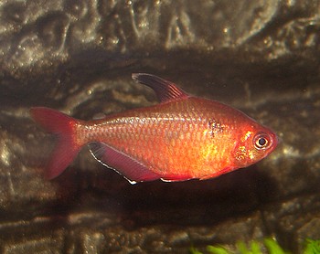 Hyphessobrycon callistus, Blutsalmler