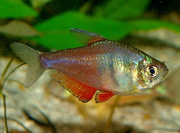 Hyphessobrycon flammeus, Roter von Rio