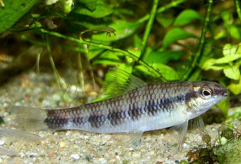 Characidium fasciatum, Gebnderter Bodensalmler