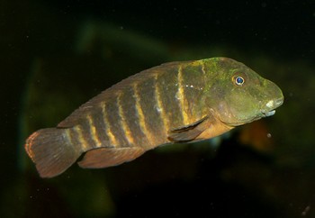 Eretmodus cyanostictus, Tanganjikasee-Clown