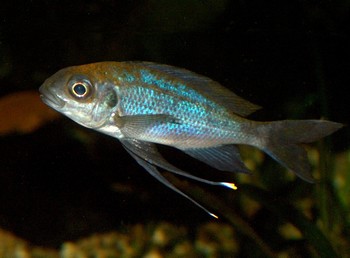 Ophthalmotilapia ventralis, Blauer Fadenmaulbrter