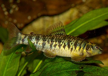 Characidium fasciatum, Gebnderter Bodensalmler