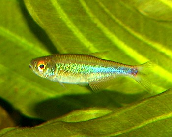 Boehlkea fredcochui, Blauer Perusalmler