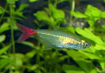 Prionobrama filigera, Rotflossen-Glassalmler