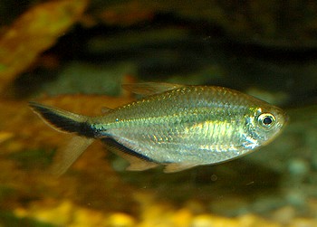 Moenkhausia costae, Signalstreifenmoenkhausia