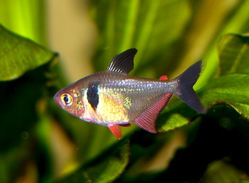 Megalamphodus megalopterus