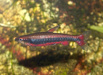 Nannostomus beckfordi, Lngsbandziersalmler