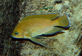 Variabilichromis moorii