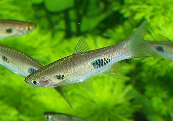Rasbora kalochroma, Schnflossenbrbling