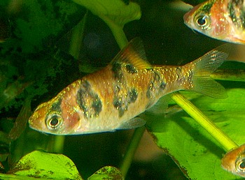 Desmopuntiusrhomboocellatus, Rhombenbarbe