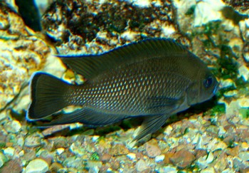 Variabilichromis moorii