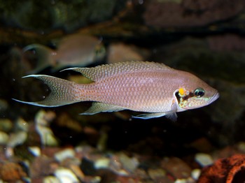 Neolamprologus brichardi, Gabelschwanzbuntbarsch