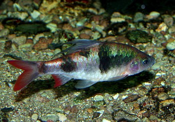 Dawkinsia arulius, Prachtglanzbarbe