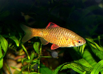 Pethia stoliczkanus, Sonnenfleckbarbe