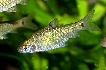 Puntius bimaculatus, Zweifleckbarbe