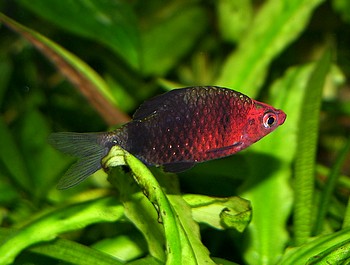 Pethia nigrofasciatus, Purpurkopfbarbe