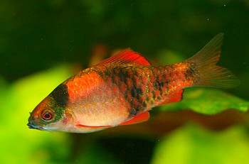 Haludaria fasciatus, Glhkohlenbarbe